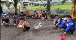 hướng dẫn sử dụng bắt đá gà hóc môn