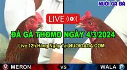 hướng dẫn sử dụng c3 đá gà trực tiếp c3