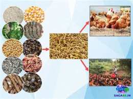 hướng dẫn sử dụng các loại mồi cho gà đá
