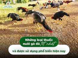 hướng dẫn sử dụng cách nuôi gà đá bo tốt