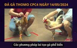 hướng dẫn sử dụng cách tải trang đá gà thomo