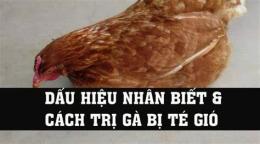 hướng dẫn sử dụng cách trị gà đá bị té gió
