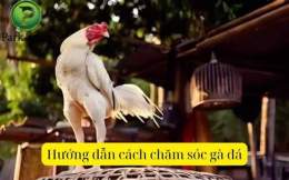 hướng dẫn sử dụng cham soc ga da