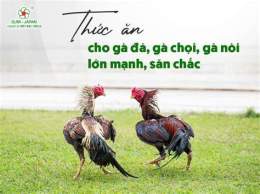 hướng dẫn sử dụng cho ban ga da