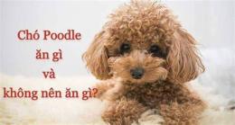 hướng dẫn sử dụng chó có ăn được da gà không
