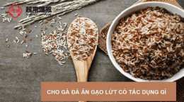 hướng dẫn sử dụng cho gà đá ăn gạo lứt