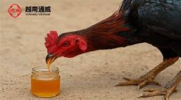 hướng dẫn sử dụng cho gà đá uống mật ong có tốt không