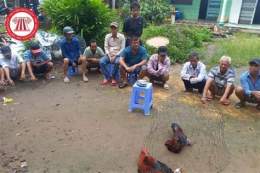 hướng dẫn sử dụng coi đá gà có bị phạt không