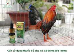 hướng dẫn sử dụng đá gà 67 vip.com