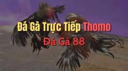 hướng dẫn sử dụng đá gà 88 com c3 hôm nay