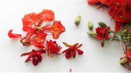 hướng dẫn sử dụng đá gà bằng hoa phượng