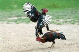 hướng dẫn sử dụng đá gà bồ ba số 9