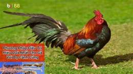 hướng dẫn sử dụng đá gà campuchia ngày 15 tháng 3