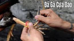 hướng dẫn sử dụng đá gà cựa dao trực tiếp sv388