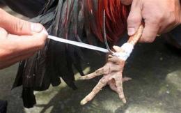hướng dẫn sử dụng da ga cua sat 2017