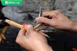 hướng dẫn sử dụng đá gà cựa sắt thái lan