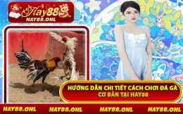 hướng dẫn sử dụng đá gà hay88