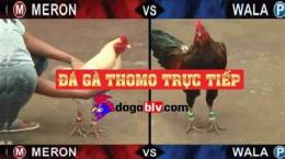 hướng dẫn sử dụng đá gà khờ mo trực tiếp 88