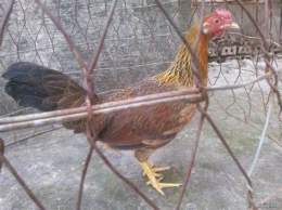 hướng dẫn sử dụng da ga mai lai