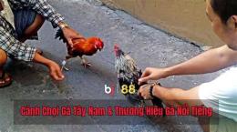 hướng dẫn sử dụng da ga mien tay nam bo