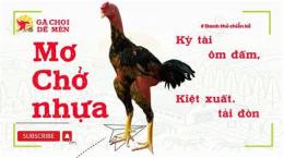hướng dẫn sử dụng đá gà mơ chở nhựa