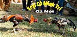 hướng dẫn sử dụng đá gà nòi cao lãnh