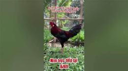 hướng dẫn sử dụng đa ga tho mo c1 c2 c3
