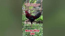 hướng dẫn sử dụng đa ga tho mo c1