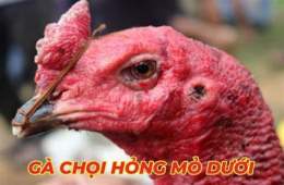 hướng dẫn sử dụng đá gà thomo 14 10