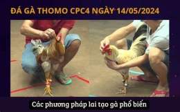 hướng dẫn sử dụng đá gà thomo 17 tháng 7 năm 2024