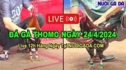 hướng dẫn sử dụng đá gà thomo 24 5 2024