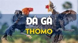 hướng dẫn sử dụng đá gà thomo 247.com
