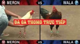 hướng dẫn sử dụng đá gà thomo 30 tháng 8