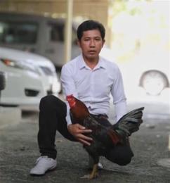 hướng dẫn sử dụng đá gà thomo anh ba cọp