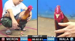 hướng dẫn sử dụng đá gà thomo campuchia 🎖️ trực tiếp hôm nay