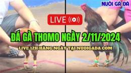 hướng dẫn sử dụng đá gà thomo cpc3 trận 21