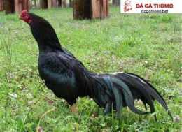 hướng dẫn sử dụng đá gà thomo cựa tròn