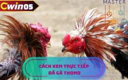 hướng dẫn sử dụng đá gà thomo dvlin.net