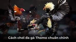 hướng dẫn sử dụng đá gà thomo ngày 1 thắng 6