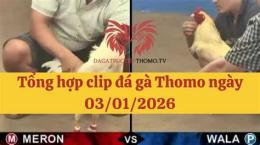 hướng dẫn sử dụng đá gà thomo ngày 20 tháng 6
