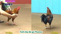 hướng dẫn sử dụng đá gà thomo ngày 6 tháng 7 năm 2002