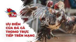 hướng dẫn sử dụng đá gà thomo thứ ba