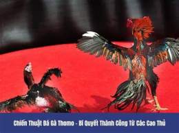 hướng dẫn sử dụng đá gà thomo thường phước