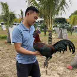 hướng dẫn sử dụng đá gà thomo trại gà duyên ti