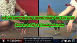 hướng dẫn sử dụng đá gà thomo trận 30 hôm nay