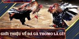 hướng dẫn sử dụng da ga thomo truc tiep 2021