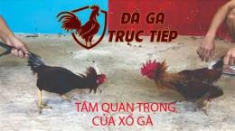 hướng dẫn sử dụng đá gà thomo xổ 2 tỷ