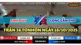 hướng dẫn sử dụng đá gà tonhon hôm nay bảo sting