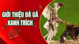 hướng dẫn sử dụng đá gà trích xanh