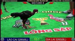 hướng dẫn sử dụng đá gà trực tiếp 18 tháng 7